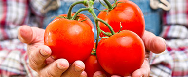 Large Tomatoes 