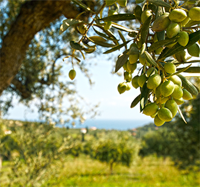 image of Olive Oils